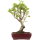 Japanese Crabapple, Bonsai, 9 years, 47cm