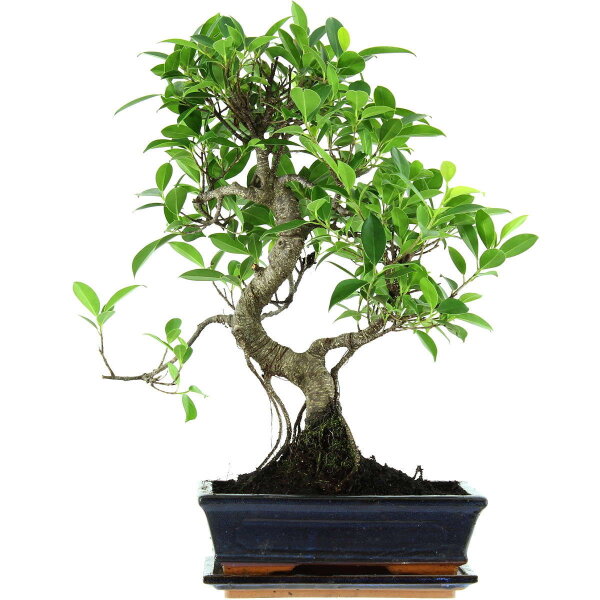 Ficus, Higuera de Banyan, Bonsai, 11 años, 49cm