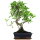 Ficus, Bonsai, 11 ans, 49cm