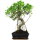 Fico, Ficus, Bonsai, 11 anni, 53cm