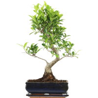 Fico, Ficus, Bonsai, 11 anni, 46cm