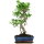 Ficus, Fig tree, Bonsai, 11 years, 51cm