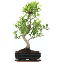 Ficus, Higuera de Banyan, Bonsai, 11 años, 52cm