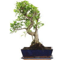 Ficus, Higuera de Banyan, Bonsai, 12 años, 50cm
