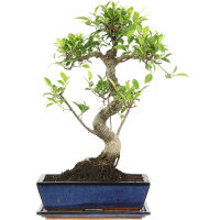Ficus, Higuera de Banyan, Bonsai, 12 años, 52cm