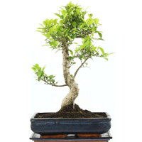 Ficus, Bonsai, 14 ans, 58cm