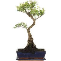 Syzygium, Bonsai, 12 años, 55cm