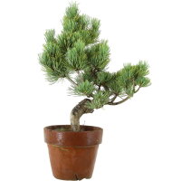 Japanese white pine, Prebonsai, 9 years, 39cm
