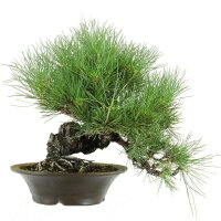 Japanese black pine, Bonsai, 18 years, 38cm