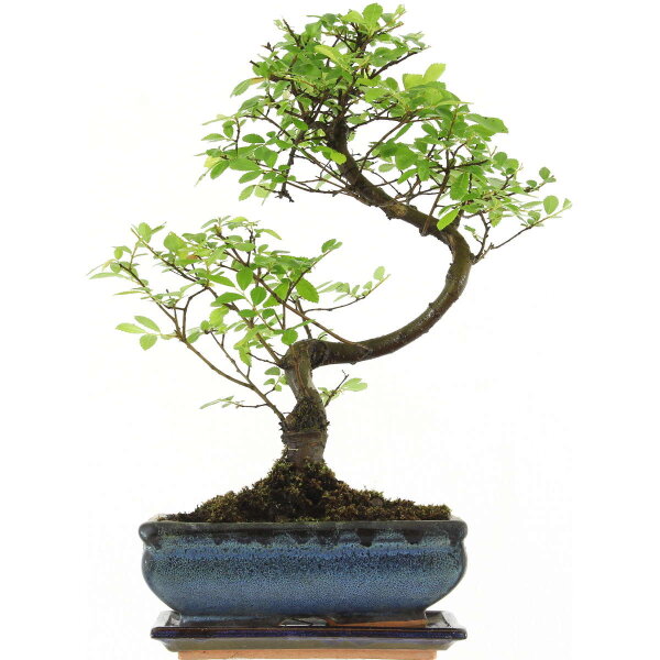 Olmo cinese, Bonsai, 10 anni, 39cm