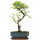 Olmo cinese, Bonsai, 10 anni, 36cm