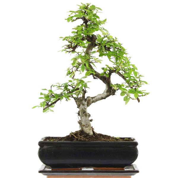 Chinese elm, Bonsai, 11 years, 40cm