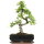 Chinese elm, Bonsai, 11 years, 40cm