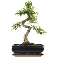 Chinese elm, Bonsai, 11 years, 40cm