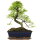 Chinese elm, Bonsai, 11 years, 37cm