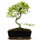 Chinese elm, Bonsai, 11 years, 36cm