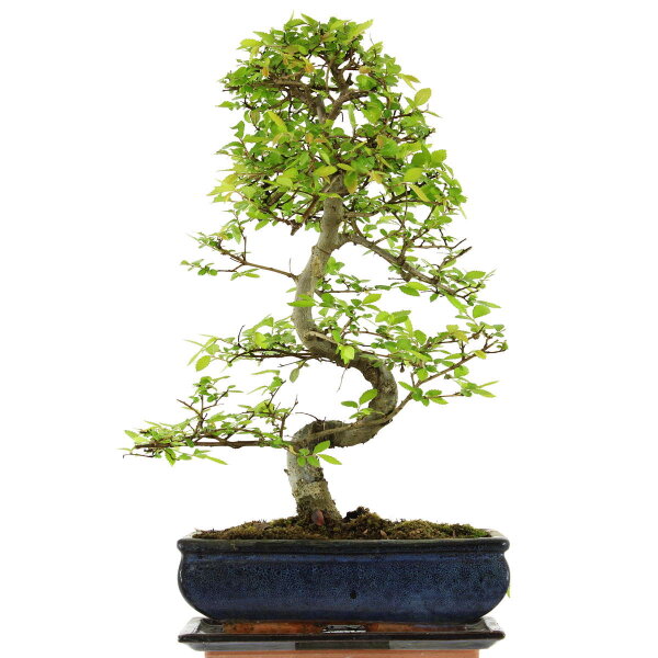 Olmo chino, Bonsai, 11 años, 46cm