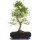 Chinese elm, Bonsai, 12 years, 51cm