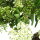 Buisson ardent, Bonsai, 12 ans, 44cm