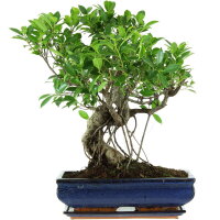 Ficus, Higuera de Banyan, Bonsai, 14 a&ntilde;os, 53cm