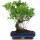 Ficus, Fig tree, Bonsai, 14 years, 53cm