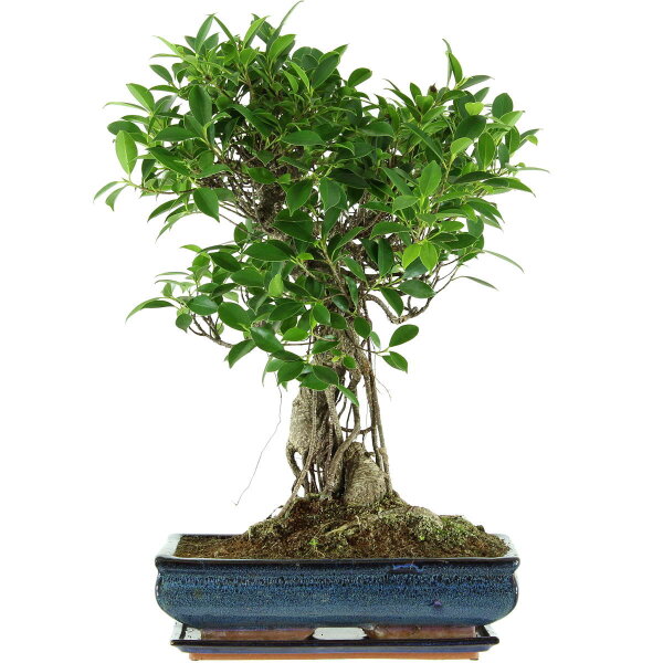 Ficus, Bonsai, 14 letnie, 58cm