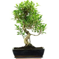 Ficus, Fig tree, Bonsai, 14 years, 60cm