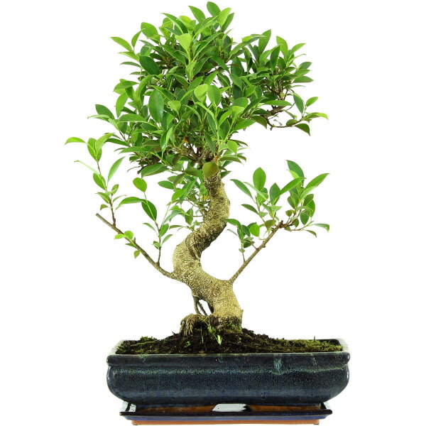 Ficus, Bonsai, 14 letnie, 59cm