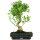 Ficus, Fig tree, Bonsai, 14 years, 59cm