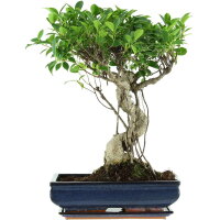 Ficus, Higuera de Banyan, Bonsai, 14 a&ntilde;os, 55cm