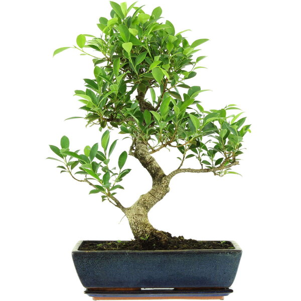 Ficus, Bonsai, 14 letnie, 60cm