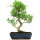 Ficus, Fig tree, Bonsai, 14 years, 60cm