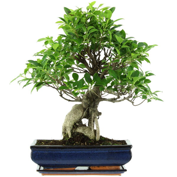 Fico, Ficus, Bonsai, 14 anni, 57cm