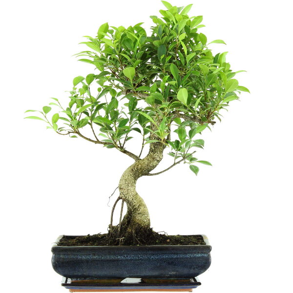 Ficus, Higuera de Banyan, Bonsai, 14 años, 63cm