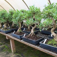 Ficus, Fig tree, Bonsai, 14 years, 63cm