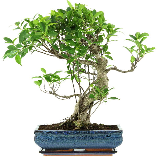 Ficus, Fig tree, Bonsai, 14 years, 58cm