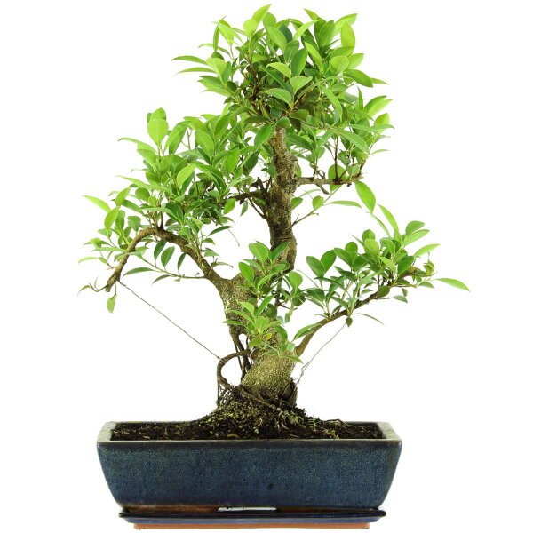 Banyanfeige, Bonsai, 14 Jahre, 58cm