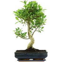 Ficus, Fig tree, Bonsai, 14 years, 64cm