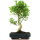 Ficus, Fig tree, Bonsai, 14 years, 64cm