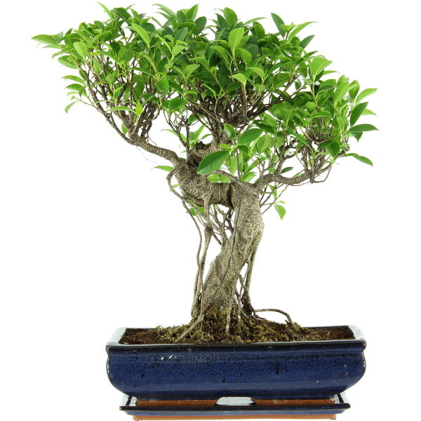 Banyanfeige, Bonsai, 14 Jahre, 53cm