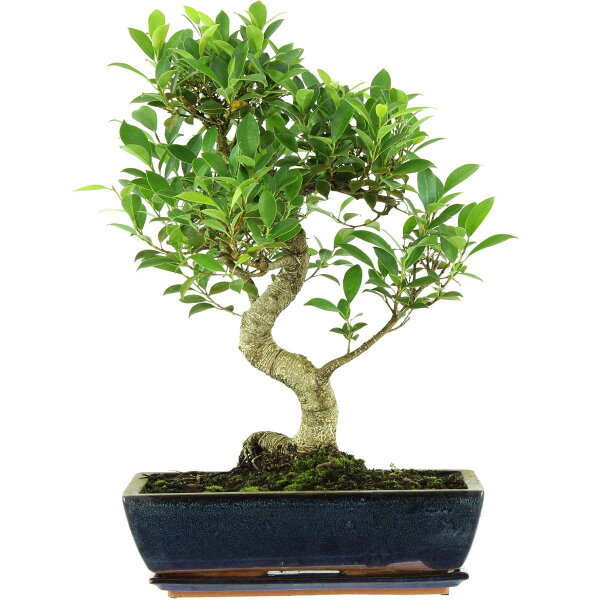 Ficus, Higuera de Banyan, Bonsai, 14 años, 56cm