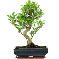 Ficus, Bonsai, 14 ans, 57cm