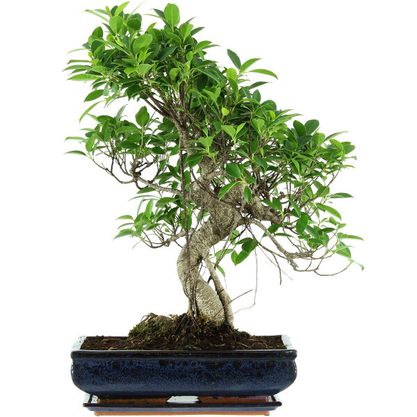 Ficus, Bonsai, 14 ans, 61cm