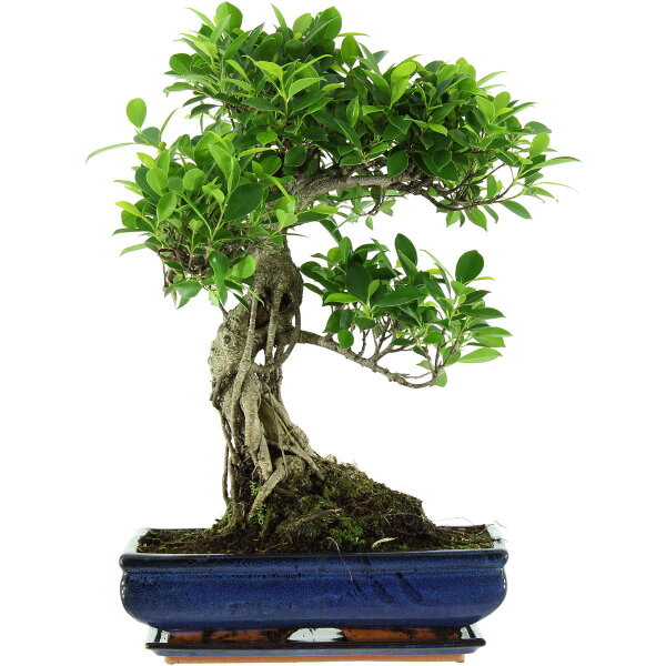 Ficus, Bonsai, 14 letnie, 58cm