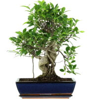 Ficus, Bonsai, 14 ans, 54cm