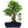 Fico, Ficus, Bonsai, 14 anni, 54cm