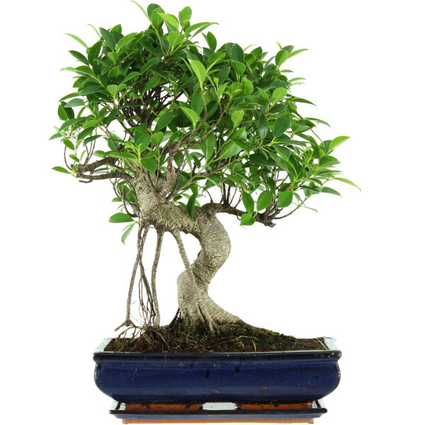 Banyanfeige, Bonsai, 14 Jahre, 58cm