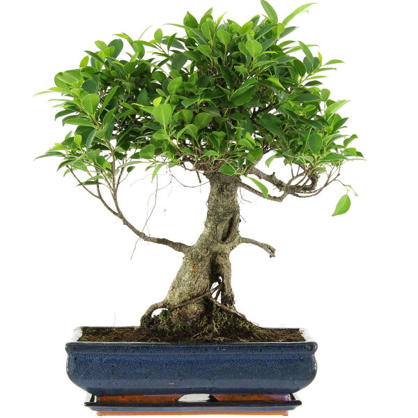 Ficus, Higuera de Banyan, Bonsai, 14 años, 55cm