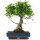 Ficus, Fig tree, Bonsai, 14 years, 55cm