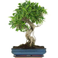 Ficus, Fig tree, Bonsai, 14 years, 55cm